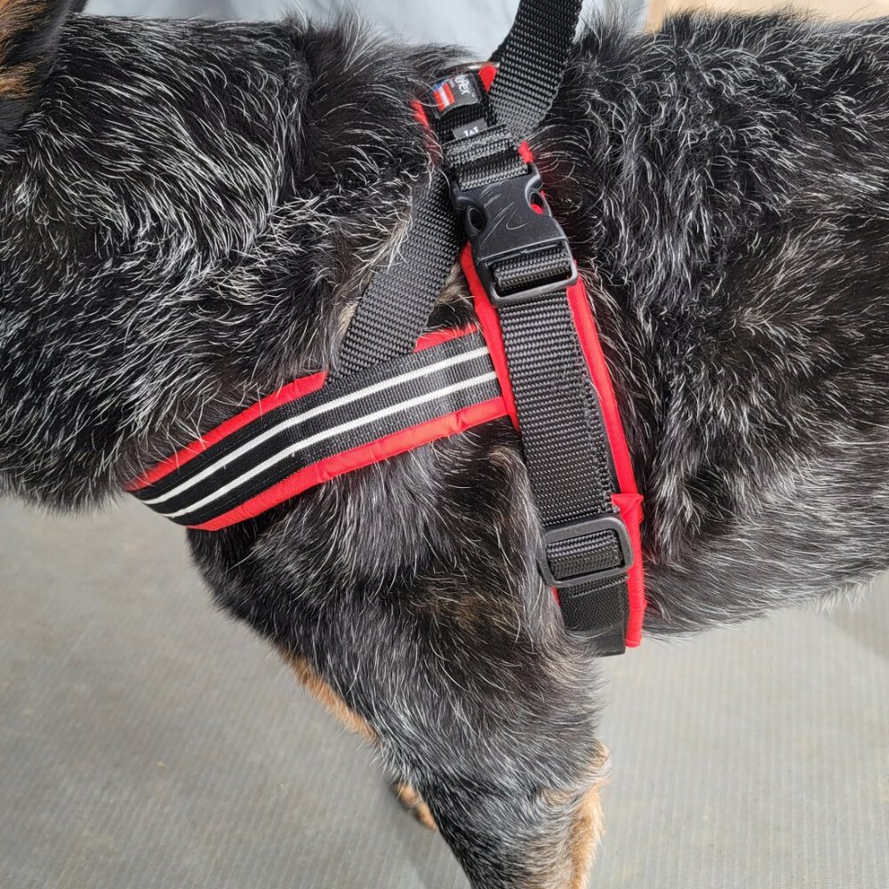 Comfort Harness